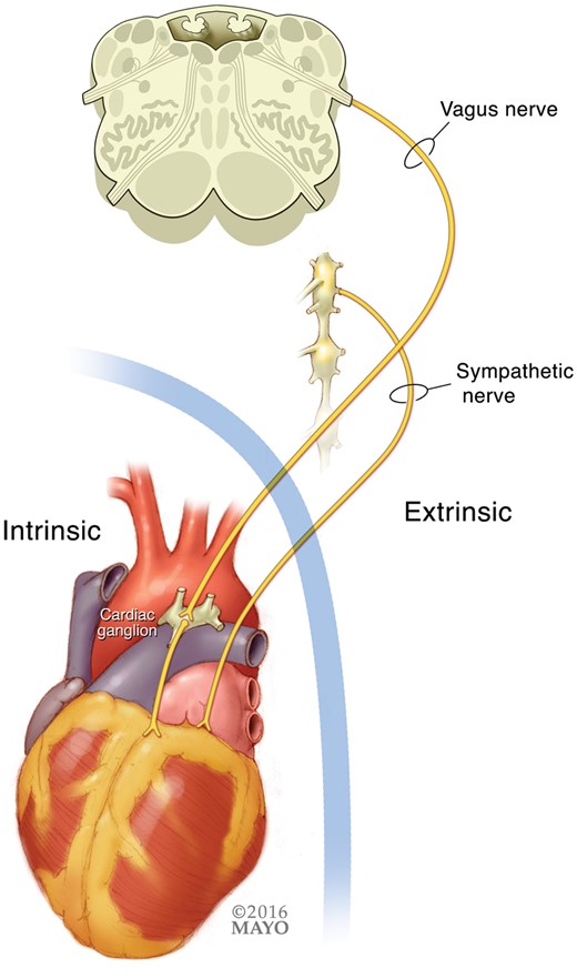 Cardiac autonomic innervation can be separated into extrinsic and intrinsic divisions.