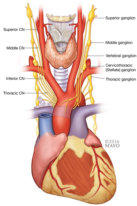 Anatomy of cardiac sympathetic ganglia and nerves.