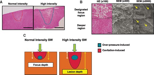 Histopathological findings of ablated lesions by epicardial SWCA. (A) Histopathological findings of epicardial lesions (low magnification); high-intensity SW (right panel) caused deeper lesion than normal intensity (left panel). Scale bar: 2 mm. (B) The extent of injury of myocardial tissue was severe at the designed focus region (upper panel), while only myocardial tissue degeneration was noted at the deeper region (lower panel). A number of micro-craters, which were rarely observed in control regions, were noted on myocardial cells throughout the lesions (yellow arrows). Scale bar; 200, 100, and 20 μm in the left, centre, and right panel, respectively. HE, haematoxylin–eosin; SEM, scanning electron microscope. (C) Mechanism of SWCA-induced deeper lesion formation; SWCA may cause tissue injury through the combination of two different mechanical stresses, shear force by overpressure and cavitation effects. Normal intensity SW causes near focal depth lesion (left panel), whereas high-intensity SW can cause deeper lesion formation through enhanced cavitation effects (right panel).