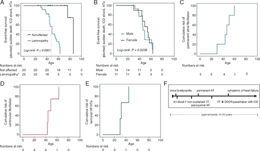 Clinical phenotype: Kaplan–Meier survival, cumulative risk for arrhythmia, and HF. (A) The Kaplan–Meier survival analysis demonstrates a significantly shorter life expectancy in LMNA mutation-carriers with early death due to SCD (VT/VF) and HF as compared to non-carrier family members. Average age of death in LMNA mutation-carriers is 49.3±10.0 years. (B) The Kaplan–Meier survival curves of male and female LMNA mutation-carriers indicate no significant sex differences in event-free survival. (C) Cumulative risk plot of patients to develop permanent AF: permanent AF occurred at a median age of 46 ± 10 years. (D) Cumulative risk plot of patients to develop ventricular fibrillation: ventricular fibrillation occurred at a median age of 43 ± 8 years. (E) Cumulative risk plot of patients in the ‘heart failure’ subfamily to develop decompensated HF and/or need for heart transplantations. Two patients died prior to HTX (one pregnancy-related cardiac decompensation); one patient received high-urgency HTX. (F) Typical clinical course of arrhythmia and HF development. *LMNA mutation carrier or history of sudden death. AF, atrial fibrillation; AV, atrioventricular; DDDR, dual-chamber rate adaptive pacemaker; HF, heart failure; HTX, heart transplantation; ICD, implantable cardioverter-defibrillator; SCD, sudden cardiac death; VT, ventricular tachycardia.