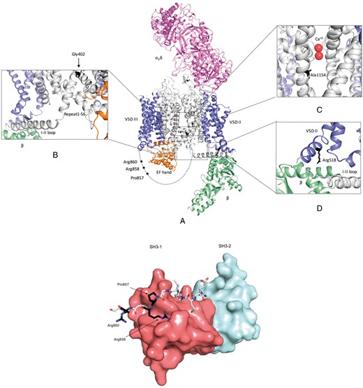 Homology model of CaV1.2 complex and structural model of the CaV1.2 851–860 peptide and STAC2 tandem SH3 domains complex (A) CaV1.2 domains are coloured as follow: α1s VSD—Blue; α1s pore region and cytoplasmic loops—Grey; β subunit—Light green; α2δ subunit—Magenta; and α1s C-terminal domain—Orange. Enlarged view of the insets are presented to highlight location of the variants and nearby secondary structures. (B) CaV1.2-p.Gly402Ser mutant is located at the C-terminal end of Repeat I S6. This mutation might affect the rigidity of S6 helix, which can interfere with the mobility of the I–II loop (C) CaV1.2-p.Ala1154Val variant is located within transmembrane segment S6 of repeat III, near the calcium binding site. (D) CaV1.2-p.Arg518His is located in the S0 helix of repeat II. This mutation is in close proximity to the CaVβ subunit binding site. (E) STAC2 is shown in surface representation with the first SH3 domain in red, and the second in light blue. The CaV1.2 peptide is shown in sticks with the residues targeted by pathogenic/likely pathogenic variants in black.