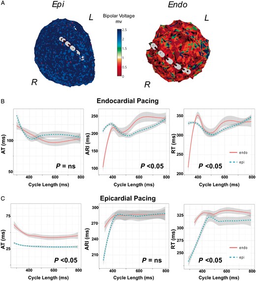 (A) Restitution studies in a patient with ischaemic cardiomyopathy and predominant endocardial anterior/apical scar of the left ventricle due to previous myocardial infarction (Patient 3). Catheters position for transmural recordings during restitution studies while pacing (B) the Endo and (C) Epi are shown. ARI, activation recovery interval; AT, activation time; Endo, endocardium; Epi, epicardium; NS, non-significant; RT, repolarization time.