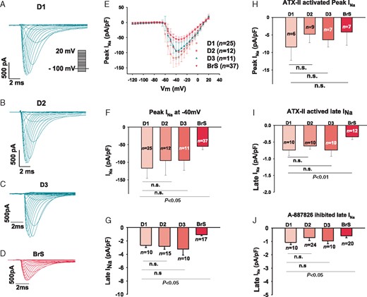 Sodium channel currents were reduced in hiPSC-CMs from the BrS patient. The sodium channel currents (INa) were evoked by pulses of 400 ms from −120 mV to 20 mV with a holding potential of −100 mV (inset in A). Peak INa was normalized to cell capacitance and plotted against the test potentials to obtain I–V curves. Late INa was measured at the time point of 300 ms of the pulses. (A–D) Representative traces of INa in donor (D1, D2, and D3) and BrS cells. (E) I–V curves of peak INa. (F) Mean values of peak INa at −40 mV. (G) Mean values of late INa at −40 mV. (H) Mean values of peak INa at −40 mV enhanced by 3 µM ATX-II, an enhancer of INa. (I) Mean values of late INa at −40 mV enhanced by 10 µM ATX-II. (J) Mean values of late INa at −40 mV inhibited by 10 µM A-887826, a blocker of SCN10A channels. BrS, Brugada syndrome; hiPSC-CMs, human-induced pluripotent stem cell-derived cardiomyocytes; n, number of cell; n.s., not statistically significant.