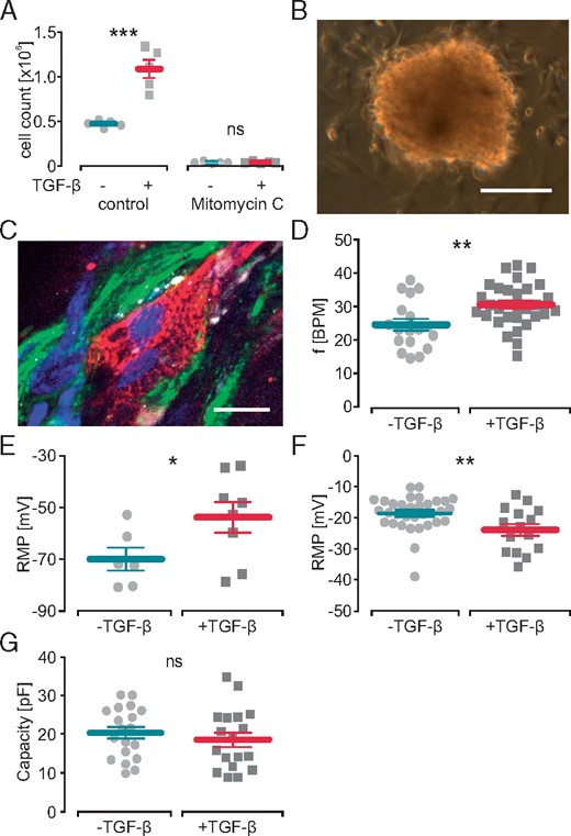 Effect of TGF-β1 on cardiomyocytes in hetero-cellular cardiac bodies and on isolated fibroblasts. (A) Cell numbers of control and mitomycin c treated fibroblasts analysed by cell counting after 7 days of incubation with TGF-β1 (n = 5, P = 0.0004 control, P = 0.78 mitomycin c). (B) Image of a hetero-cellular cardiac body 3 days after plating (scale bar 200 µm). (C) Immunohistochemical staining of a cardiac body against connexin-43 (white) showing gap junction formation at the interface between transgenic ArchT-eYFP fibroblasts (green) and α-actinin (red) positive cardiomyocytes (nuclear staining in blue, scale bar 20 µm). (D, E) Effect of TGF-β1 on the spontaneous beating rate (D, n = 30, P = 0.006) and cardiomyocyte RMP (E, n = 6 control, n = 8 TGF-β1, P = 0.032) of cardiac bodies. Effect of TGF-β1 on isolated fibroblasts RMP (F, n = 33 control, n = 15 TGF-β1, P = 0.007) and cell size indicated by membrane capacity (G, n = 19 control, n = 18 TGF-β1, P = 0.46). RMP, resting membrane potential; TGF-β1, transforming growth factor-β1.