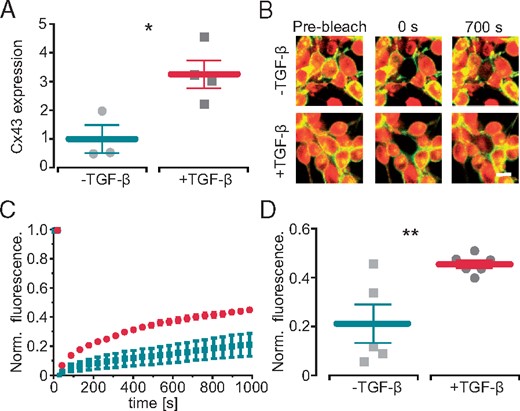 TGF-β1 increases functional coupling between fibroblasts. (A) Effect of TGF-β1 on relative connexin-43 (Cx43) expression in fibroblasts (n = 3 control, n = 4 TGF-β1, P = 0.02). (B) Representative example of a fluorescence recovery after photobleaching experiment in ArchT-eYFP fibroblasts without (top) and with (lower) TGF-β1 (central cell was bleached, yellow eYFP, red Calcein AM, scale bar 10 µm). (C) Recovery of fluorescence signals in control (turquoise) and TGF-β1 treated (red) fibroblasts over time. (D) Statistical analysis of fluorescence recovery 1000 s after bleaching (n = 5 control, n = 6 TGF-β1, P = 0.009). TGF-β1, transforming growth factor-β1.