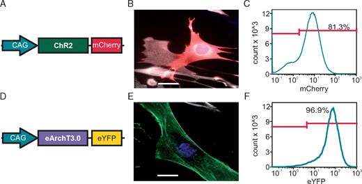 Generation of transgenic NIH 3T3 fibroblast cell lines for selective optogenetic stimulation. (A) Scheme of the plasmid for expression of ChR2 in fusion to mCherry under the control of the CAG promoter. (B) ChR2-mCherry signals (red) in a transfected fibroblast (α-smooth-muscle-actin: white, scale bar 10 µm). (C) FACS profile with percentage of ChR2-mCherry positive cells. (D) Scheme of the plasmid for expression of ArchT in fusion to eYFP under the control of the CAG promoter. (E) ArchT eYFP signals (green) in a transfected fibroblast (α-smooth-muscle-actin: white; scale bar: 10 µm). (F) FACS profile with percentage of ArchT-eYFP positive cells. FACS, fluorescence assisted cell sorting.