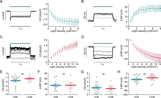 Electrophysiological characterization of transgenic fibroblast cell lines. (A–D) Light-induced current densities (CD) and membrane potential change (ΔMP). Representative traces with increasing light intensities in colors (blue - dark green - red - light green) on the left. Statistical analysis on the right. In ChR2 fibroblasts illumination with blue light (470 nm, green bar) induces inward currents (A, original traces for: 0.01, 2.1, 4.4, 8.0 mW/mm2, n = 16) and (B) depolarization (original traces for: 0.54, 2.1, 3.7, 6.6 mW/mm2, n = 10). In ArchT-expressing fibroblasts green light (535 nm, green bar) induces outward current (C, original traces for: 0.4, 4.6, 9.2, 13 mW/mm2, n = 18) and hyperpolarization (D, original traces for 0.30, 4.4, 8.2, 11 mW/mm2, n = 13). (E–H) Influence of TGF-β1 stimulation on light-induced currents and membrane potential change. Maximal current densities of inward currents (E, n = 16 control, n = 7 TGF-β1, P = 0.40) and depolarization (F, n = 10 control, n = 5 TGF-β1, P = 0.88) in ChR2 mCherry fibroblasts. Maximal current densities (G, n = 18 control, n = 9 TGF-β1, P = 0.64) and hyperpolarization (H, n = 14 control, n = 13 TGF-β1, P = 0.32) in ArchT eYFP fibroblasts. TGF-β1, transforming growth factor-β1.