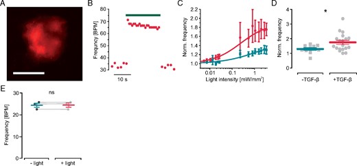 Effect of light-induced fibroblast depolarization on cardiac body beating frequency. (A) mCherry fluorescence (red) within a cardiac body generated with ChR2-mCherry fibroblasts (scale bar 200 µm). (B) Representative trace of spontaneous beating rate with illumination (green bar, 4.0 mW/mm2, TGF-β1 stimulated). (C) Normalized beating frequency after illumination with increasing light intensities in control cardiac bodies (green , n = 10) and after TGF-β1 stimulation (red, n = 16). (D) Maximal light-induced frequency increase in control (n = 10) and TGF-β1 treated cardiac bodies (n = 16, P = 0.03). (E) Light effect (470 nm, 4.0 mW/mm2) on spontaneous beating frequency in control cardiac bodies generated with wild-type fibroblasts (n = 3, P = 0.98). TGF-β1, transforming growth factor-β1.