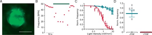 Effect of light-induced fibroblast hyperpolarization on cardiac body beating frequency. (A) eYFP fluorescence (green) within a cardiac body generated with ArchT-eYFP fibroblasts (scale bar 200 µm). (B) Representative trace of spontaneous beating rate with low intensity illumination (green bar, 0.4 mW/mm2, TGF-β1 stimulated). (C) Normalized beating frequency after illumination with increasing light intensities in control cardiac bodies (green, n = 10) and after TGF-β1 stimulation (red, n = 16). (D) Maximal light-induced frequency reduction in control (n = 10) and TGF-β1 treated cardiac bodies (n = 16, P = 0.03). TGF-β1, transforming growth factor-β1.