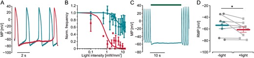 Modulation of cardiomyocyte membrane potential by hyperpolarization of fibroblasts in TGF-β1 stimulated cardiac bodies. (A) Membrane potential (MP) and overlay of action potentials of a cardiomyocyte within a TGF-β1 treated cardiac body generated with ArchT-eYFP fibroblasts before (green trace) and during low intensity illumination (red trace, 535 nm, 0.8 mW/mm2). (B) Normalized action potential frequency after illumination with increasing light intensities in control cardiac bodies (green, n = 1–6) and after TGF-β1 stimulation (red, n = 1–8). (C) Representative trace of cardiomyocyte MP in the same preparation with high intensity illumination (green bar, 10 mW/mm2). (C) Statistical analysis of experiments shown in (B) with RMP before and during illumination (n = 8, P = 0.049, 10 mW/mm2). RMP, resting membrane potential; TGF-β1, transforming growth factor-β1.