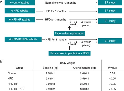 Study protocol and weight gain during the follow-up. (A) Study outline. (B) The changes of body weight during a 3-month follow-up. EP, electrophysiological; HF, heart failure; HFD, high-fat diet; RDN, renal denervation.