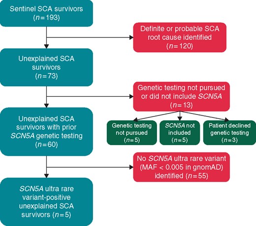 Patient selection flowchart. gnomAD, Genome Aggregation Database; MAF, minor allele frequency; SCA, sudden cardiac arrest.