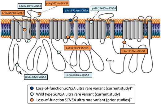 Schematic depiction of Nav1.5 linear topology illustrating the localization of SCN5A ultra rare variants observed in individuals with a default diagnosis of idiopathic ventricular fibrillation. Dark blue circle denotes a loss-of-function variant identified in the current study. Light blue circles denote wild-type variants identified in the current study. Orange circles denote loss-of-function variants identified in prior studies. aVariant(s) identified in an individual(s) with evidence of conduction delay and/or early repolarization.