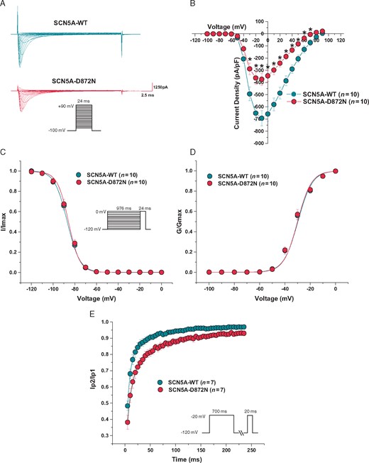 Functional characterization of the p.Asp872Asn-SCN5A ultra rare variant identified in an unexplained SCA survivor with subtle inferior early repolarization. (A) Representative whole-cell tracings determined from a holding potential of −100 mV to testing potential of +90 mV in 10 mV increments with 24 ms duration. (B) Current–voltage relationship. (C) Steady-state inactivation curves. (D) Voltage-dependence of activation curves. (E) Recovery from inactivation from a holding potential of −120 mV to pre-pulse of −20 mV with 700 ms duration and with increased recovery interval followed by a test pulse of −20 mV with 20 ms duration. All values represent mean ± standard error of the mean. *P < 0.05 vs. SCN5A-WT. D872N, p.Asp872Asn-SCN5A ultra rare variant; G/Gmax, normalized conductance; I/Imax, normalized sodium current; SCA, sudden cardiac arrest; WT, wild type.