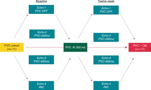 Flowchart to describe 12-week study protocol. Echo-1 without PVCs; Echo-2: bigeminal PVCs at 200 ms; Echo-3: bigeminal PVCs at 350 ms; and Echo-4: bigeminal PACs at variable cycle lengths (see Table 3). PAC, premature atrial contraction; PVC, premature ventricular contraction.