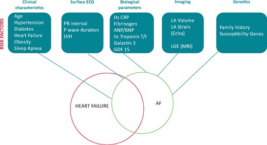 Investigations and associated risk factors useful to predict the development and progression of AF in HF patients. AF, atrial fibrillation; BNP, B-type natriuretic peptide; CRP, C-reactive protein; ECG, electrocardiogram; HF, heart failure; LA, left atrium; LGE, late gadolinium enhancement; LVH, left ventricular hypertrophy; MRI, magnetic resonance imaging.