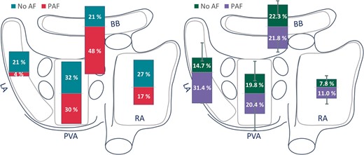 Bars plotted on a schematic posterior view of the atria demonstrating the most prominent site of low-voltage areas (left panel) and amount of low voltage (right panel) depicted for patients without AF (turquoise/green) and with PAF (red/lilac) in the RA, BB, PVA, and LA. BB, Bachmann’s bundle; LA, left atrium; (P)AF, (paroxysmal) atrial fibrillation; PVA, pulmonary vein area; RA, right atrium.