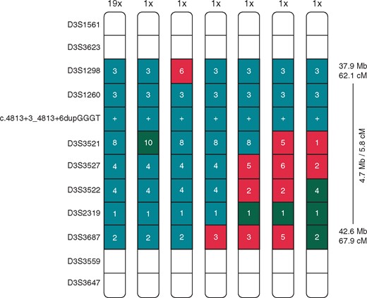 Haplotype analysis of 25 families. Shared haplotypes spanning seven markers derived from 25 probands of the 25 different families. From left to right: common haplotype found in 19 probands, haplotype containing a mutational event in marker D3S3521 found in one proband, 5 haplotypes of the 5 probands with recombination events.