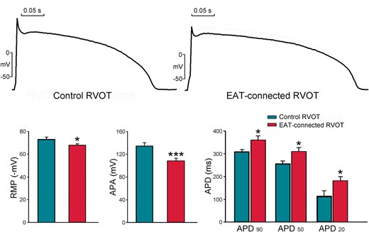 Effects of EAT adipocytes on the electrical activity of RVOT cardiomyocytes. Examples and average data of RMP, APA, and APD90, APD50, and APD20 in EAT-connected (n = 18) and control (n = 13) RVOT myocytes. *P < 0.05 and ***P < 0.005. APA, action potential amplitude; EAT, epicardial adipose tissue; RMP, resting membrane potential; RVOT, right ventricular outflow tract.