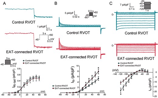 Effects of EAT adipocytes on the potassium currents of RVOT cardiomyocytes. (A) Examples and average data of delayed rectifier current (IKr-tail) in EAT-connected (n = 9) and control (n = 11) RVOT myocytes. (B) Examples and average data of Ito in EAT-connected (n = 12) and control (n = 12) RVOT myocytes. (C) Examples and average data of IK1 in EAT-connected (n = 13) and control (n = 12) RVOT myocytes. *P < 0.05. Inset shows the various clamp protocols. EAT, epicardial adipose tissue; RVOT, right ventricular outflow tract.