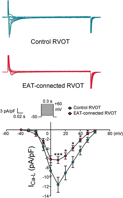 Effects of EAT on ICa-L in RVOT cardiomyocytes. Examples of current tracings and the I–V relationship of ICa-L in EAT-connected (n = 14) and control (n = 11) RVOT myocytes. **P < 0.01. Inset shows the various clamp protocols. EAT, epicardial adipose tissue; RVOT, right ventricular outflow tract.