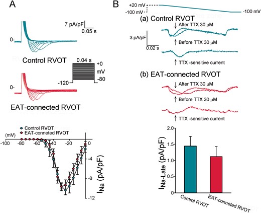 Effects of EAT on INa and INa-late in RVOT cardiomyocytes. (A) Current traces and I–V relationship of the INa in EAT-connected (n = 9) and control (n = 9) RVOT myocytes. (B) Current traces and I–V relationship of INa-late in EAT-connected (n = 10) and control (n = 10) RVOT myocytes. Inset shows the various clamp protocols. EAT, epicardial adipose tissue; RVOT, right ventricular outflow tract.