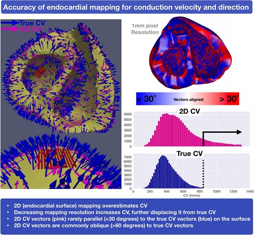 Leftward panel: Orientation vectors projecting from a basal view of the endocardium (blue, 3D true CV and pink, 2D CV). Top rightward panel: 3D and 2D CV vector parallel (<30° in blue) compared to oblique (>30° in red). Bottom rightward panel: Distribution histogram showing increased 2D CV (pink) compared to the 3D CV (blue). 2D, two-dimensional; 3D, three-dimensional; CV, conduction velocity; EAM, electroanatomical mapping; EGM, electrogram; LAT, local activation time; LV, left ventricle; RV, right ventricle; VT, ventricular tachycardia
