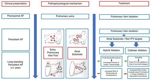 CS, coronary sinus; LAA, left atrial appendage; PW, posterior wall; SVC, superior vena cava.
