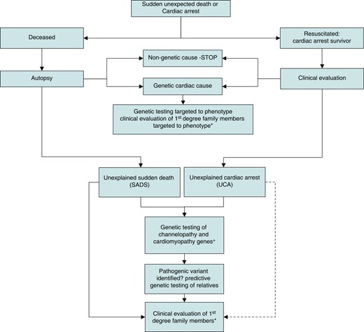 The pathway for the application of genetic and clinical evaluation following unexpected cardiac arrest or sudden death. Broken arrow indicates weaker evidence. *Predictive genetic testing will identify family members for clinical evaluation who harbour a pathogenic or likely pathogenic variant when this has been identified in a family. Otherwise, all first-degree relatives should be offered clinical evaluation. +Only genes with robust disease associations should be included. (Adapted from Behr85https://doi.org/10.1093/eurheartj/ehac172.)