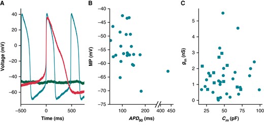 Cells appeared phenotypically heterogeneous, with uncorrelated variation in gin and Cm. (A) Current clamp recordings from three cells show phenotypic heterogeneity: non-spontaneous (green), spontaneous AP with short APD (teal), and spontaneous AP with long APD (red). (B) MP and APD90 for spontaneously beating cells (n = 25). Note the broken x-axis that allows us to display an outlying data point. (C) The relationship between Cm and gin for all cells (n = 37). Non-spontaneous cell data points are denoted with squares, whilst spontaneous are circles. APD90, action potential duration at 90% repolarization; MP, minimum potential.