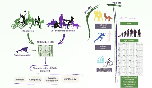 The study enrolled 433 athletes and 261 sedentary subjects who underwent 12-lead 24H ECG. Premature ventricular beats were found to be rare in athletes and sedentary subjects, with infundibular and fascicular morphologies being the most common; their incidence and morphologies were not related to the type and amount of sport, nor to sex, and tended to increase with age. 12-lead 24H ECG, 12-lead 24 h electrocardiogram monitoring; PVBs, premature ventricular beats.