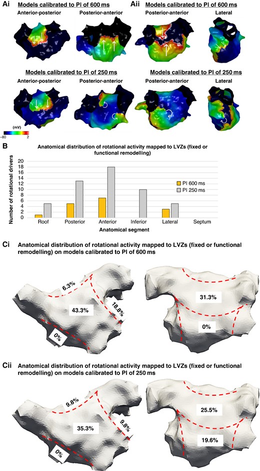 (Ai–ii) Simulated propagation patterns as transmembrane potential for two personalized models calibrated to a PI of 600 and 250 ms post-PVI simulations. The straight lines indicate the propagation direction of a non-rotational wavefront. The curved arrows indicate a rotational wavefront propagation. (Ai) Maps in an anterior–posterior (AP) and posterior–anterior (PA) view. The PA maps showed two rotational activities on the models calibrated to a PI of 250 ms which was not present on the models calibrated to a PI of 600 ms. (Aii) Maps in a PA and lateral view. The PA and lateral views demonstrate a rotational activity on the models calibrated to a PI of 250 ms which was not present on the models calibrated to a PI of 600 ms. (B) The histogram demonstrates the anatomical distribution of the rotational activities mapped to LVZs (fixed or functional remodelling) with an increase in the number of rotational activities identified on models calibrated to a PI of 250 ms compared with the models calibrated to a PI of 600 ms. This was particularly evident on the anterior and inferior wall. (Ci–ii) The proportion of rotational activities mapped to LVZs in accordance with anatomical segments on models calibrated to (i) a PI of 600 ms and (ii) a PI of 250 ms. LVZ, low-voltage zone; PI, pacing interval; PVI, pulmonary vein isolation.