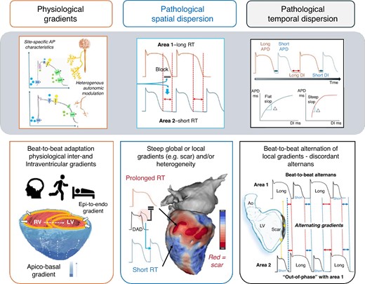 Physiological repolarization gradients in the heart and normal beat-to-beat adaptation based on physiological demands. Under pathological conditions, both spatial dispersion and temporal dispersion of repolarization are accentuated and steep gradients as well as sites of high RT heterogeneity may occur and increased the susceptibility to ventricular arrhythmias. AP, action potentials; APD, action potential duration; DI, diastolic interval.