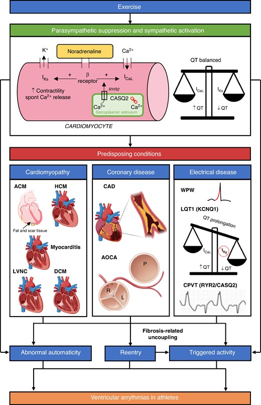 A schematic of some of the proposed mechanisms for VAs in athletes. Exercise activates the sympathetic nervous system (SNS) and suppresses the parasympathetic nervous system. Binding of noradrenaline to cardiomyocytes and physiological adaptation of Ca2+ homeostasis promotes increased triggered activity. SNS activation also leads to abnormal automaticity. Concomitant activation of IKs ensures the QT is balanced. Increase in cardiac impulse formation via the above mechanisms can lead to idiopathic VAs in structurally normal hearts. Reentry is promoted by underlying myocardial fibrosis associated with cardiomyopathies and coronary anomalies. Some idiopathic VAs (e.g. LV fascicular VT) are also caused by reentry. Reentry itself can lead to triggered activity via fibrosis-related uncoupling. The combination of abnormal cardiac impulse formulation and reentry can lead to malignant VAs and SCD in athletes with predisposing conditions. Electrical diseases also cause VAs via other mechanisms. Long QT Syndrome type 1 (LQT1) syndrome is caused by pathological variants in the KCNQ1 gene whilst catecholaminergic polymorphic ventricular tachycardia (CPVT) is caused by pathogenic variants in Ryanodine Receptor 2 (RYR2, autosomal dominant, 50%) and Calsequestrin 2 (CASQ2, autosomal recessive, 2%) genes. Please note that this schematic does not include other proposed mechanisms for VAs in athletes such as stretch-activated ion channel expression and stretch-mediated gene expression. K+, potassium; Ca2+, calcium; β Receptor, β adrenergic receptor; IKs, slow delayed rectifier potassium channel; ICaL, L-type Ca2+ channel; ACM, arrhythmogenic cardiomyopathy; HCM, hypertrophic cardiomyopathy; LVNC, left ventricular non-compaction cardiomyopathy; DCM, dilated cardiomyopathy; CAD, coronary artery disease; AOCA, anomalous origin of the coronary arteries; WPW, Wolff–Parkinson–White syndrome. Image created with BioRender.com.