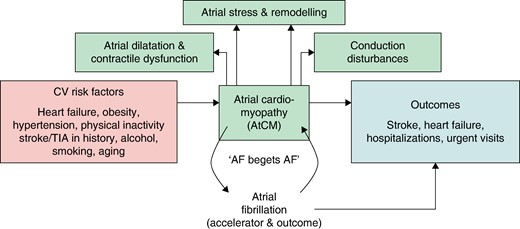 Interaction of risk factors, atrial cardiomyopathy, occurrence of atrial fibrillation and outcome. AtCM, atrial cardiomyopathy; AF, atrial fibrillation; CV, cardiovascular; TIA, transient ischaemic attack.