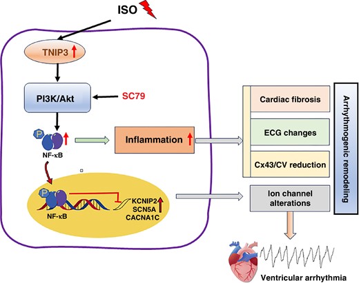 Schematic diagram illustrating that TNIP3 overexpression inhibited cardiac remodelling induced by ISO by attenuating inflammation via the PI3K/Akt/NF-κB signalling pathway. ISO increases TNIP3 expression, which activates PI3K/Akt signalling and promotes NF-κB signalling pathway activation, thus promoting inflammatory response, which leads to arrhythmogenic remodelling and eventually ventricular arrhythmia.