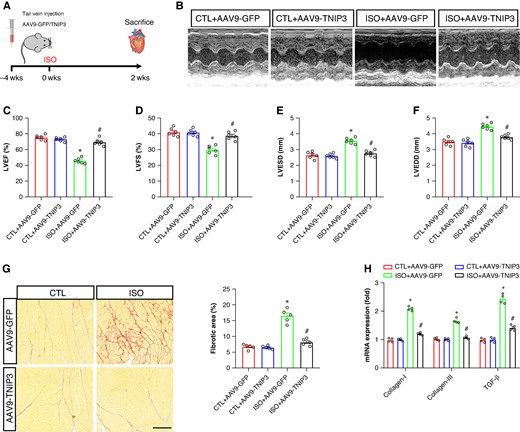 TNIP3 overexpression improved cardiac function and fibrosis in ISO-induced heart failure mice. (A) Schematic diagram of experimental procedure in vivo study. (B) Representative echocardiogram images. (C–D) Quantitative of LVEF and LVFS (n = 6). (E–F) Quantitative of LVESD and LVEDD (n = 6). (G) Representative images of PSR-stained heart sections and quantitative of percentage of the fibrotic area (n = 5 per group). (G) Quantitative of mRNA levels of collagen-I, collagen-III, and TGF-β (n = 4 per group). *P < 0.05 vs. CTL + AAV9-GFP group. #P < 0.05 vs. ISO + AAV9-GFP group. ISO, isoproterenol; LVEDD, left ventricular end-systolic diameter; LVEF, left ventricular ejection fraction; LVESD, left ventricular end-diastolic diameter; LVFS, left ventricular fractional shortening; PSR, Picric-Sirius red.
