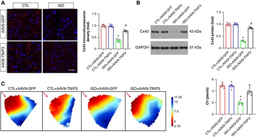 TNIP3 overexpression reversed CV reduction in ISO-induced heart failure mice. (A) Typical examples and quantitative results of Cx43 immunofluorescence staining (n = 5). (B) Representative western blot and statistical results of Cx43 protein expression (n = 4). (C) Representative image of epicardial conduction recorded by optical mapping and quantitative results of CV (n = 5). *P < 0.05 vs. CTL + AAV9-GFP group. #P < 0.05 vs. ISO + AAV9-GFP group. CV, conduction velocity. Cx43, Connexin 43.