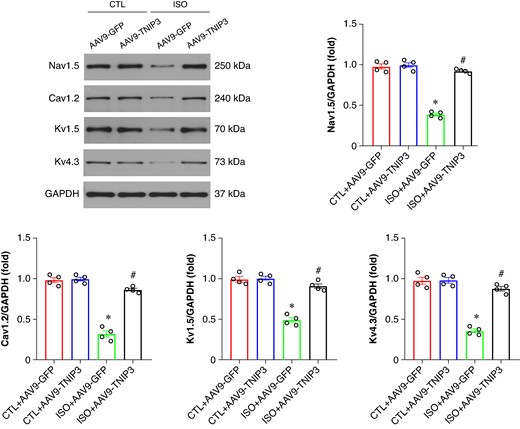 TNIP3 overexpression reversed electrical remodelling in ISO-induced heart failure mice. (A–E) Representative western blot and statistical results of Cav1.2, Kv1.5, and Kv4.3 protein expression (n = 4). *P < 0.05 vs. CTL + AAV9-GFP group. #P < 0.05 vs. ISO + AAV9-GFP group.
