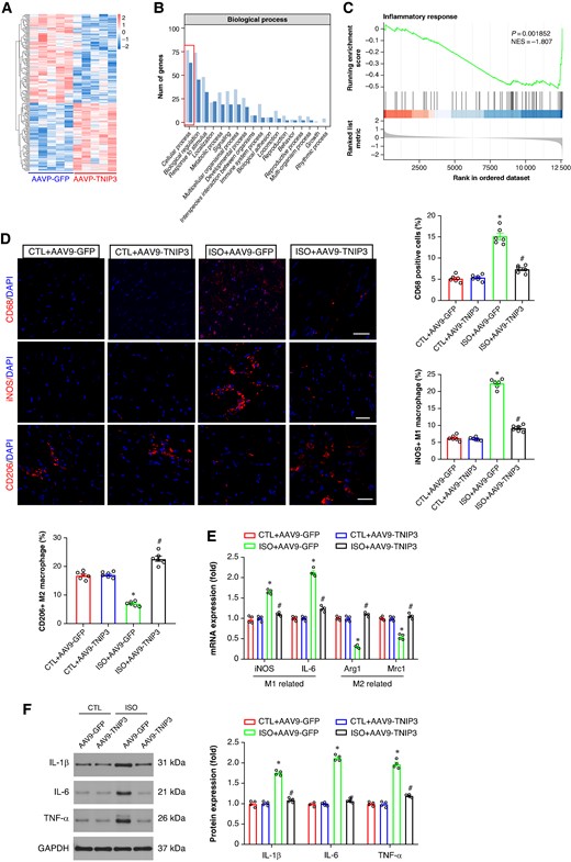 TNIP3 overexpression alleviated inflammatory response in ISO-induced heart failure mice. (A) Heatmap of RNA-Seq expression levels of DEGS in ISO + AAV9-GFP vs. ISO + AAV9-TNIP3 ventricles (n = 5 per group). (B) Gene Ontology (GO) enrichment analysis of the biological process. (C) Gene set enrichment analysis (GSEA). (D) Representative CD68, iNOS, and CD206 immunofluorescence and quantitative results of CD68, iNOS, and CD206-positive cells (n = 6 per group). (E) Quantitative results of iNOS, IL-6, Arg1, and Mrc1 mRNA expression (n = 4 per group). (F) Representative western blot and statistical results of protein levels of IL-1β, IL-6, and TNF-α (n = 4 per group). *P < 0.05 vs. CTL + AAV9-GFP group. #P < 0.05 vs. ISO + AAV9-GFP group. DEGs, differential expression genes; IL-1β, interleukin 1β; IL-6, interleukin 6; RNA-Seq, RNA sequencing; TNF-α, tumour necrosis factor α.
