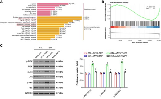 PI3K/Akt/NF-κB signalling is responsible for the protective effect of TNIP3 overexpression on ISO-induced heart failure. (A) KEGG analysis. (B) GSEA of KEGG analysis. (C) Representative western blot and statistical results of protein levels of p-PI3K, PI3K, p-Akt, Akt, p-P65, and P65 (n = 4 per group). *P < 0.05 vs. CTL + AAV9-GFP group. #P < 0.05 vs. ISO + AAV9-GFP group. KEGG, Kyoto Encyclopedia of Genes and Genomes.