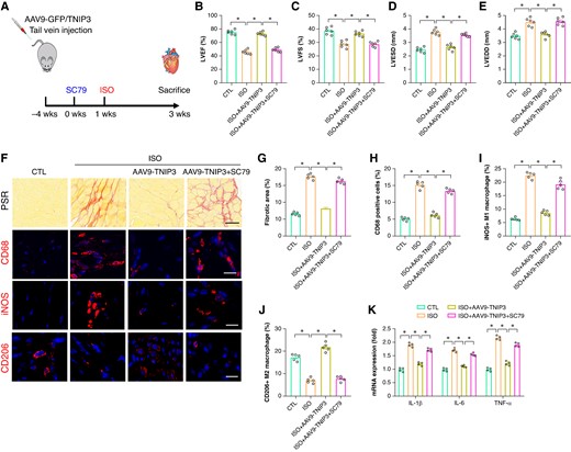 PI3K/Akt signalling activation offset the protective effect of TNIP3 overexpression on ISO-induced cardiac inflammation. (A) Schematic diagram of experimental procedure in vivo study. (B–C) Quantitative of LVEF and LVFS (n = 6). (D–E) Quantitative of LVESD and LVEDD (n = 6). (F) Representative images of PSR-stained and CD68, iNOS, and CD206-stained heart sections and (G) quantitative data of percentage of the fibrotic area (n = 5 per group) and (H–J) quantitative results of CD68, iNOS, and CD206-positive cells (n = 5 per group). (K) Statistical results of mRNA levels of IL-1β, IL-6, and TNF-α (n = 4 per group). *P < 0.05. iNOS, inducible nitric oxide synthase.