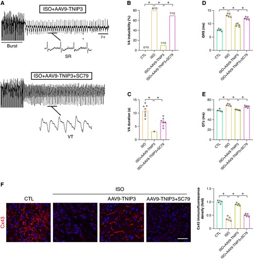 PI3K/Akt signalling activation offset the protective effect of TNIP3 overexpression on ISO-induced VA. (A) Representative examples of VA induced by burst-stimulating. (B) Ratio of burst-induced VA and (C) duration of VA (n = 10 per group). (D–E) Quantitative of QRS interval and QTc (n = 5 per group). (F) Representative western blot and statistical results of Cx43 protein expression (n = 5). *P < 0.05. SR, sinus rhythm; VA, ventricular arrhythmia.