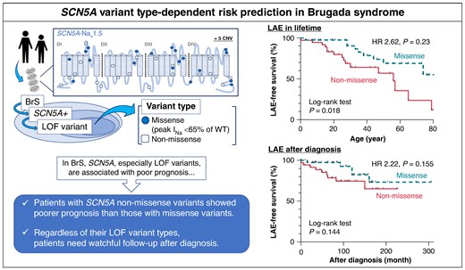 BrS, Brugada syndrome; CNV, copy number variation; D, domain; HR, hazard ratio; LAE, lethal arrhythmia event; LOF, loss of function; S, segment; WT, wild-type.