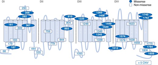 The location of SCN5A LOF variants within topology of the Nav1.5 alpha subunit. Location of variants identified in BrS patients. BrS, Brugada syndrome; CNV, copy number variation; D, domain; LOF, loss of function; S, segment.