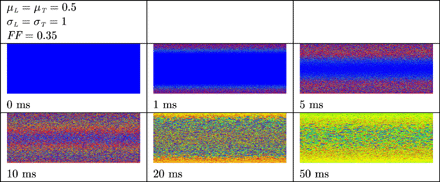 Virtual electrode polarization in resting remodelled tissue. The anode was a line electrode at the top and the cathode a line electrode at the bottom of the tissue. A uniform electric field was applied during 10 ms. Shown are the membrane potentials for different simulation times during and after field stimulation. Depolarized tissue is coloured light and hyperpolarized or resting tissue dark.
