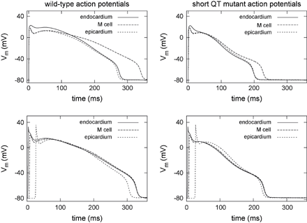 Action potentials generated in homogeneous (top) and heterogeneous (bottom) virtual tissue in wild-type (left) and short QT mutant case (right) at a stimulus frequency of 1 Hz. The results in the homogeneous environment represent the intrinsic behaviour of a single cell. The mutation led to a marked abbreviation of the action potentials and the APD90 differences between the distinctive cells are decreased. The depolarizing wave propagating through the wall led to an activation delay in tissue and, therefore, to a homogenized time to repolarization.