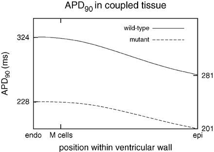 Distribution of APD90 in heterogeneous wild-type and mutant tissue. The mutation reduced the time to repolarization and reduced the dispersion of repolarization within tissue from 43 to 27 ms. Maximum and minimum of APD90 are marked at the left and right axis, respectively.