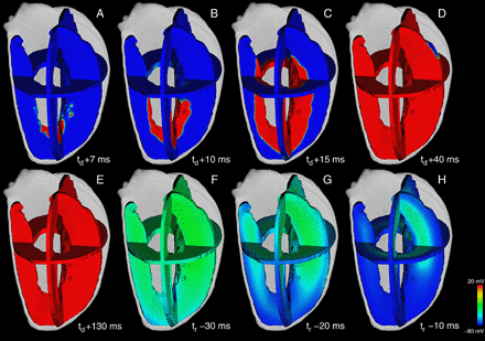 Excitation propagation and repolarization in the Visible Female left ventricle computed with the heterogeneous wild-type model at different time steps. The transmembrane voltage distribution is illustrated in three perpendicular planes. Blue corresponds to resting potential and red depicts activated tissue. The depolarization starts at t = td in the apical endocardium (A) and propagates to basal epicardial direction (B–D). After the plateau phase (E) the repolarization starts from apical endocardium (F) and vanished in basal midmyocardium (G,H). The time to full repolarization was tr = 330 ms.