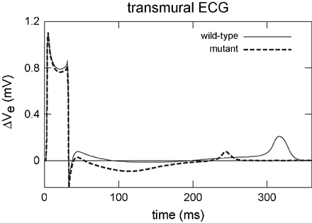 Transmural ECGs computed in a parallelepiped model. Wild-type modelling generated an upright positive T wave. The short QT mutation had no effect on the activation of tissue but reduced the time to repolarization and therefore yielded a shortened QT interval. The reduced amplitude of the T wave originates from a reduced dispersion of repolarization in the mutant case.